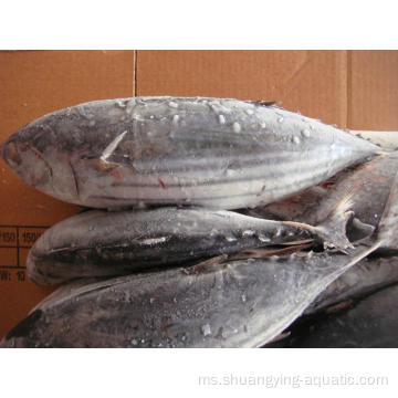 BQF Frozen Seluruh Skipjack Tuna untuk tin dalam tin